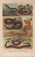 Chromo-Lithografie 1898