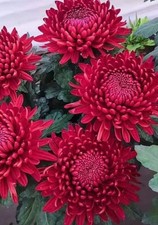0079A Riesen Chrysanthemum rot 5 Samen red Chrysantheme