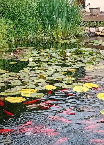 Bio teichklar durch - durch, koaxolith