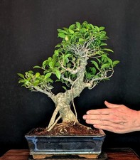 BONSAI CHINESISCHE FEIGE FICUS