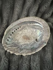 Abalone Muschel XL (Seeohr) 18