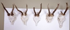 5 Rehgeweihe  zum Basteln und