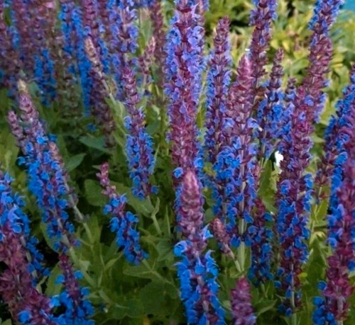 Blumensamen ziersalbei lila - blumensamen,