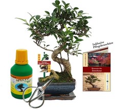 Geschenkset Bonsai "Ficus" -