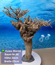 🌳Aquarium KUWA Wurzel
