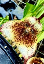 Dracula Species ´Borneo