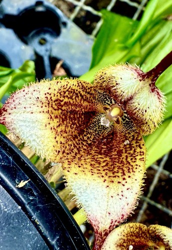 Dracula species borneo - dracula, ´borneo