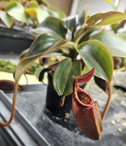 Nepenthes rajah veitchii - x,