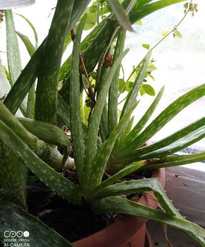 Aloe vera ableger ca - aloe,