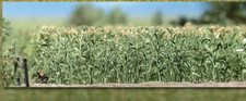 BUSCH 1202 Maisfeld ca. 400 Maispflanzen, ca. 25 mm hoch H0 1:87 Bausatz Neu