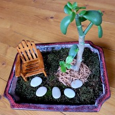 BONSAI Baum Bonsaigarten 27cm