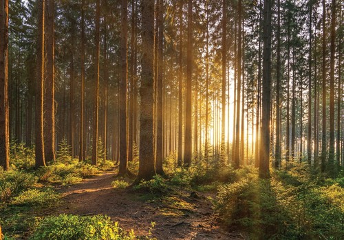 Wald birkenwald natur vlies - birkenwald,