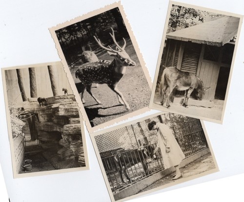 120 581 foto - zoo, 1957