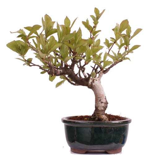 Bonsai pourthiaea villosa - -,