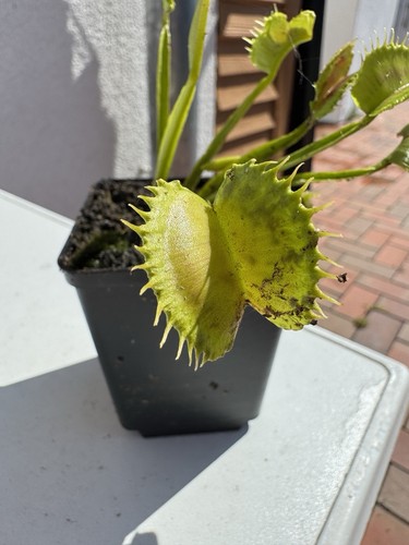 Dionaea muscipula gj - dionaea, "gj