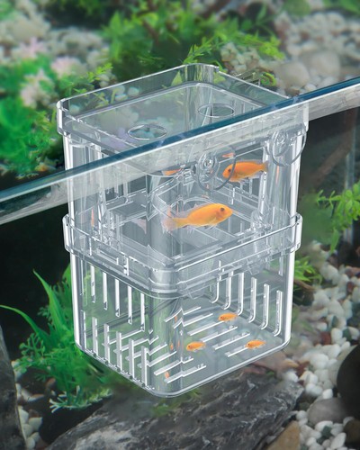 Aquarium fischzuchtbox - aquarium,