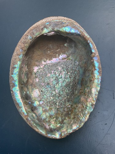 Abalone muschel 5cm - xl, 15,5cm