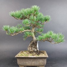 Bonsai mädchenkiefer pinus - -, mädchenkiefer,