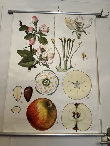 Der apfel schulwandkarte - apfel,