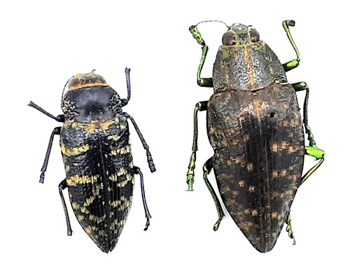 Buprestidae ssp 24 33 - 2x,