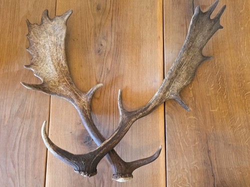 Prachtvolles damhirsch - ​prachtvolles,
