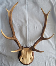 Hirschgeweih 8-Ender, Antik – Geweih, Präparatoren,Jagdtrophäe auf Holzplakette