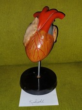 Modell Herz Lehrmittel Schule