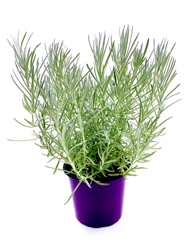 Curry kraut helichrysum - curry-kraut,