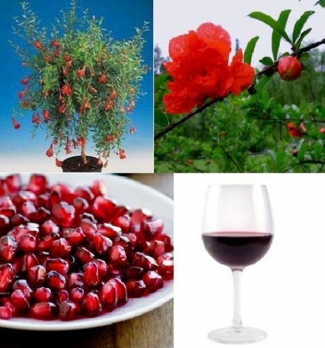 Granatapfel bäume deko - deko, für