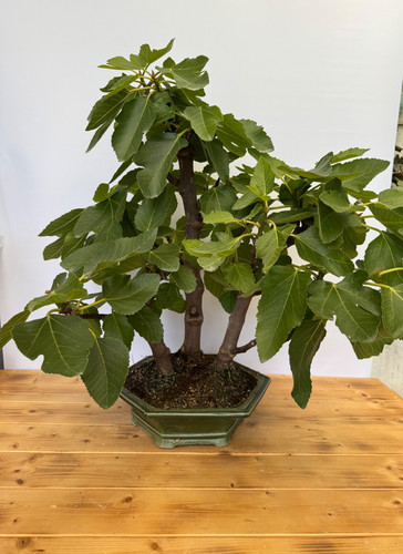 Bonsai feige ficus - feige, carica