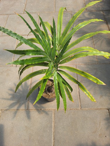 Cycas diannanensis palmfarn - cycas,