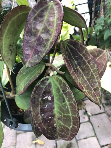 Hoya from wmz rooted - hoya,