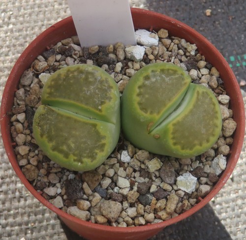 Lithops hallii ochracea cv - hallii,