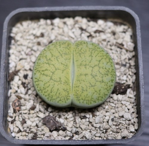 Lithops lesliei dinteranthus - lesliei, x