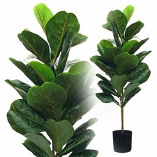 Ficus geigenfeige cm - ficus, 95
