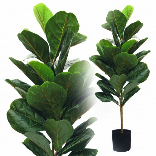 Ficus geigenfeige cm - ficus, 95