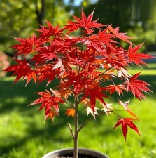 2 winterharter roter Ahorn schnellwüchsige exotische Pflanzen im für den Garten