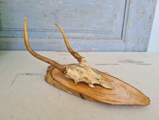 Y6334 Altes, kleines Hirsch