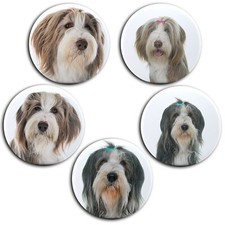 Bearded collie hütehund - bearded,