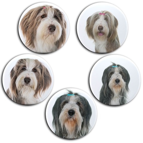 Bearded collie hütehund - bearded,
