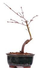 Bonsai acer palmatum - acer,