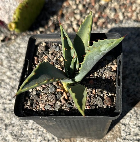 Agave utahensis - ,