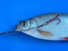 Englisches Raubfischsystem Schleppsystem 45cm lang wählbare Haken Angelmontage