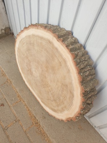 Holzscheibe eiche 60cm - holzscheibe, 50-60cm