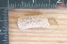 fossil