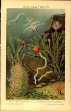 Lithographie - Steindruck -