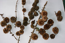 Lärchenzapfen, Lärchenzweige zum Basteln Floristik Deko Natur