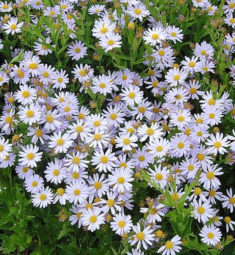 Schönaster blue star - schönaster,