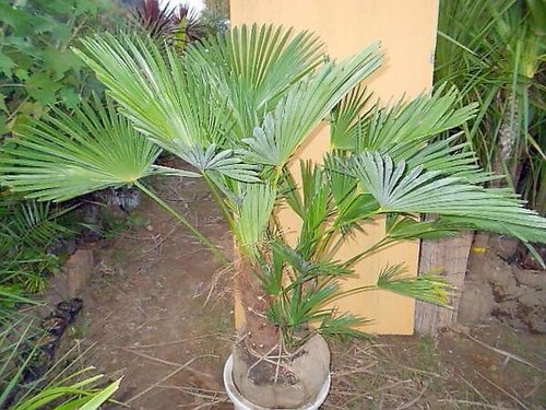 Winterharte hanf palmen - 2,