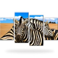 Zebra Tiere Afrika Dünen